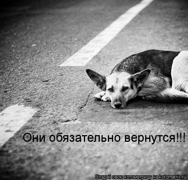 Они обязательно вернутся!!!... Котоматрица: Они обязательно вернутся!!!