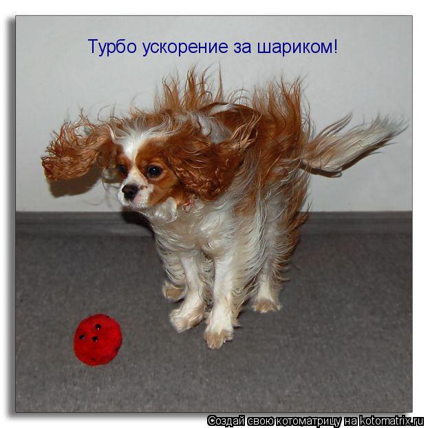 Турбо ускорение за шариком!... Котоматрица: Турбо ускорение за шариком!