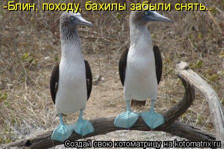 -Блин, походу, бахилы забыли снять….... Котоматрица: -Блин, походу, бахилы забыли снять….
