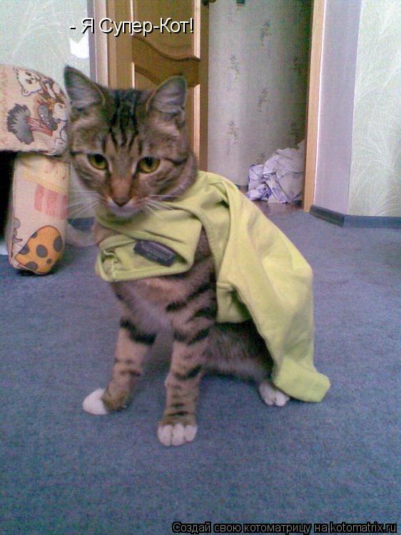 Котоматрица: - Я Супер-Кот!