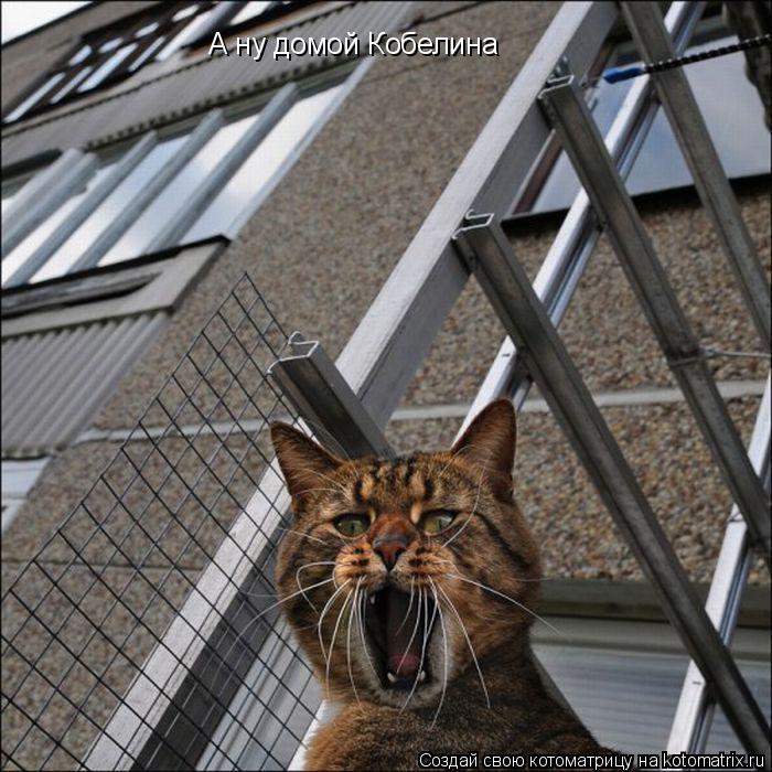 Котоматрица: А ну домой Кобелина
