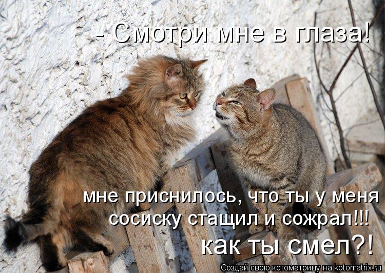 - Смотри мне в глаза! мне приснилось, что ты у меня сосиску стащил и сожрал!!!! как ты смел?! сосиск... Котоматрица: - Смотри мне в глаза! мне приснилось, что ты у меня сосиску стащил и сожрал!!!! как ты смел?! сосиску стащил и сожрал!!! как ты смел?!