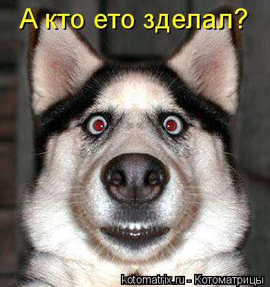 А кто ето зделал?... Котоматрица: А кто ето зделал?