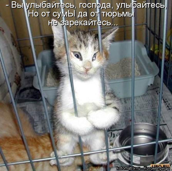 Котоматрица: - Вы улыбайтесь, господа, улыбайтесь, Но от сумЫ да от тюрьмы  не зарекайтесь...