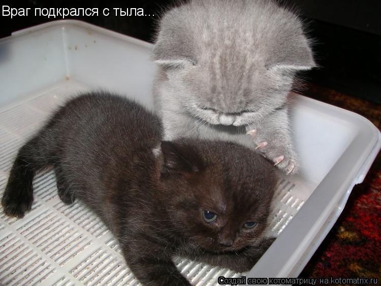 Враг подкрался с тыла...... Котоматрица: Враг подкрался с тыла...