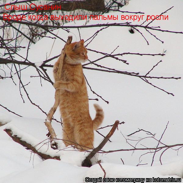 Слыш Сусанин Вроде когда выходили пальмы вокруг росли... Котоматрица: Слыш Сусанин Вроде когда выходили пальмы вокруг росли