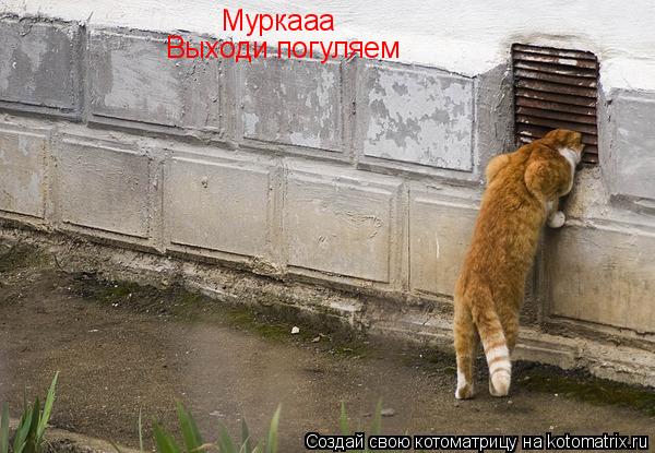 Котоматрица: Муркааа Выходи погуляем