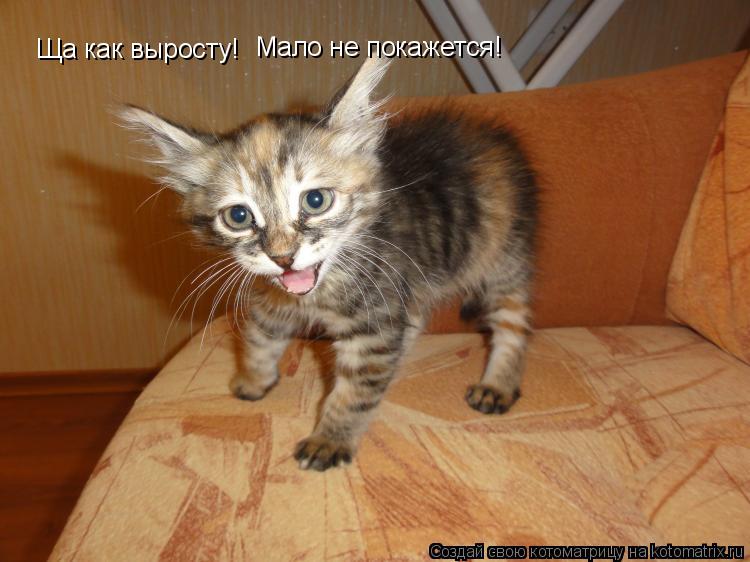 Котоматрица: Ща как выросту! Мало не покажется!