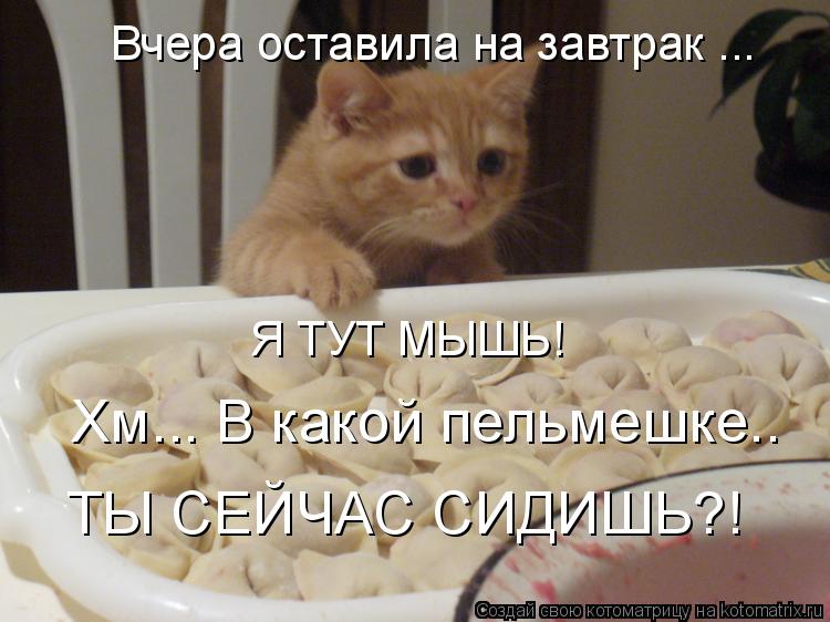 Хм... В какой пельмешке.. ТЫ СЕЙЧАС СИДИШЬ?! Вчера оставила на завтрак ... Я ТУТ МЫШЬ!... Котоматрица: Хм... В какой пельмешке.. ТЫ СЕЙЧАС СИДИШЬ?! Вчера оставила на завтрак ... Я ТУТ МЫШЬ!