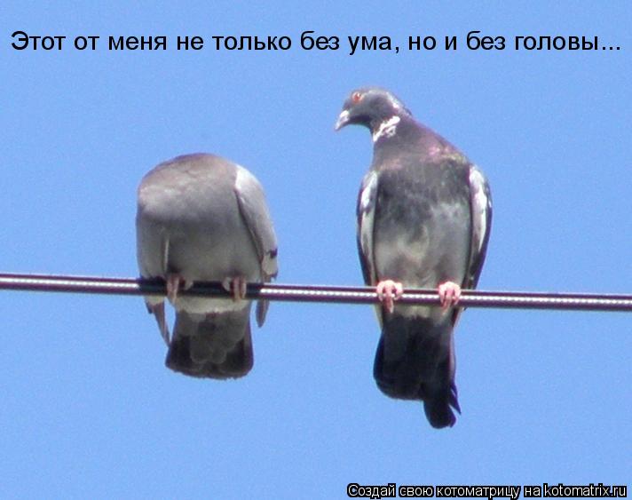 Этот от меня не только без ума, но и без головы...... Котоматрица: Этот от меня не только без ума, но и без головы...