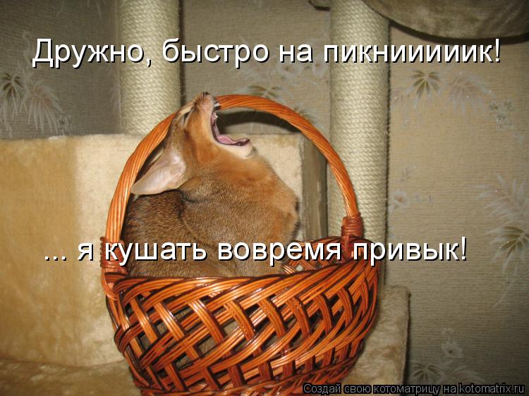 Дружно, быстро на пикнииииик! ... я кушать вовремя привык!... Котоматрица: Дружно, быстро на пикнииииик! ... я кушать вовремя привык!