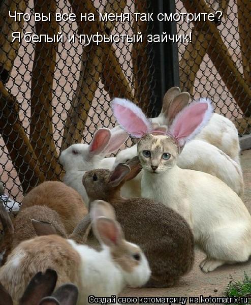 Что вы все на меня так смотрите? Я белый и пуфыстый зайчик!... Котоматрица: Что вы все на меня так смотрите? Я белый и пуфыстый зайчик!