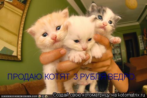 Котоматрица: ПРОДАЮ КОТЯТ. 3 РУБЛЯ ВЕДРО.