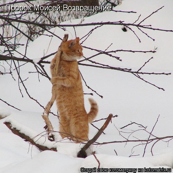 Котоматрица: Пророк Моисей:Возвращение