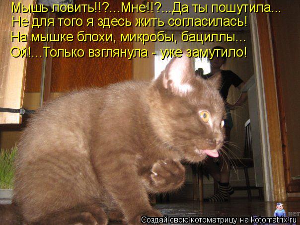 Мышь ловить!!?...Мне!!?...Да ты пошутила... На мышке блохи, микробы, бациллы... Не для того я здесь ж... Котоматрица: Мышь ловить!!?...Мне!!?...Да ты пошутила... На мышке блохи, микробы, бациллы... Не для того я здесь жить согласилась! Ой!...Только взглянула - уже зам