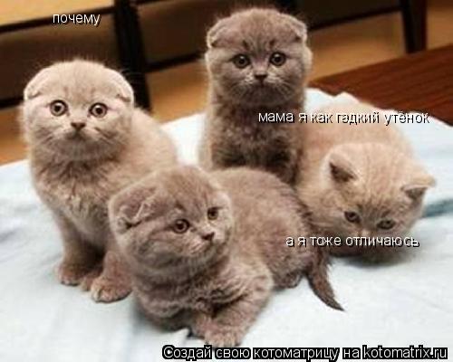 Котоматрица: мама я как гадкий утёнок почему  а я тоже отличаюсь
