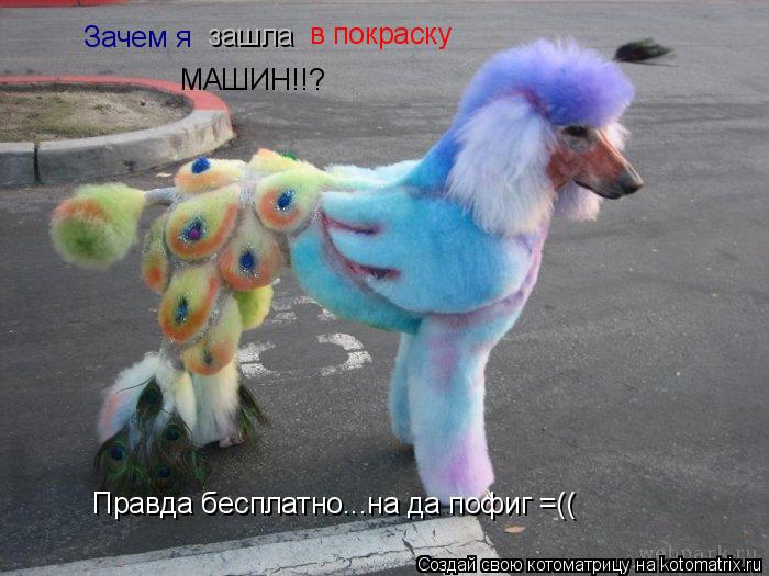 зашла в покраску МАШИН!!? Зачем я Правда бесплатно...на да пофиг =((... Котоматрица: зашла в покраску МАШИН!!? Зачем я Правда бесплатно...на да пофиг =((
