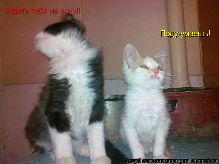 Видеть тебя не хочу!!! Поду-умаешь!... Котоматрица: Видеть тебя не хочу!!! Поду-умаешь!