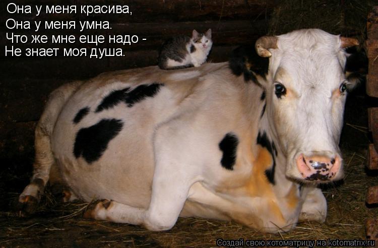 Она у меня красива, Она у меня умна. Она у меня умна. Что же мне еще надо - Не знает моя душа.... Котоматрица: Она у меня красива, Она у меня умна. Она у меня умна. Что же мне еще надо - Не знает моя душа.