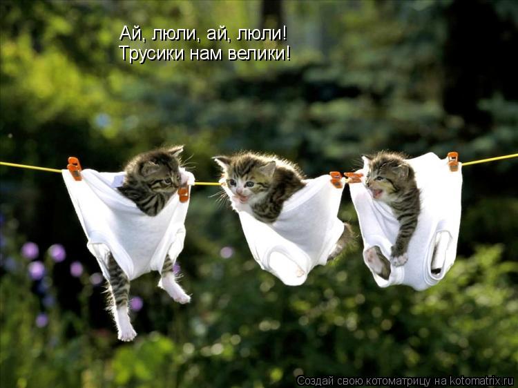 Котоматрица: Ай, люли, ай, люли! Трусики нам велики!
