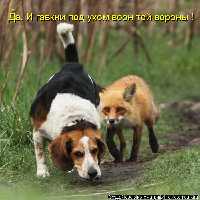 Да. И гавкни под ухом воон той вороны !... Котоматрица: Да. И гавкни под ухом воон той вороны !