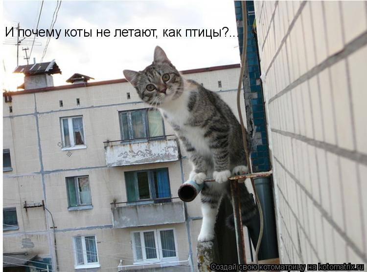 Котоматрица: И почему коты не летают, как птицы?...