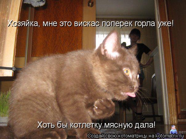 Котоматрица: Хозяйка, мне это вискас поперек горла уже! Хоть бы котлетку мясную дала!