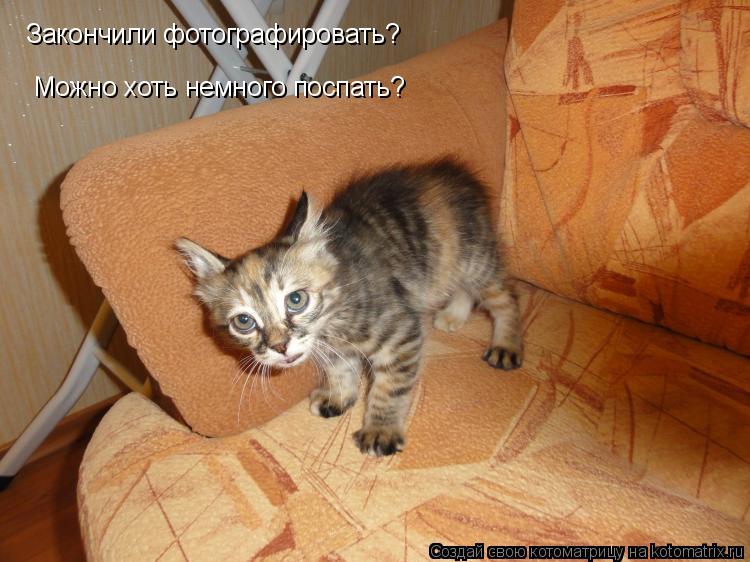 Закончили фотографировать? Можно хоть немного поспать?... Котоматрица: Закончили фотографировать? Можно хоть немного поспать?