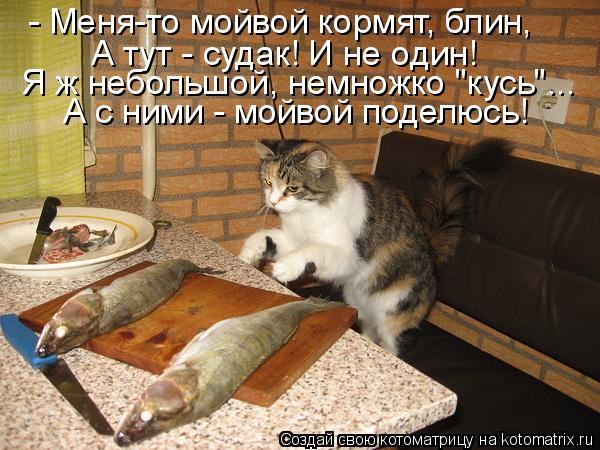 - Меня-то мойвой кормят, блин, А тут - судак! И не один! А с ними - мойвой поделюсь! Я ж небольшой, н... Котоматрица: - Меня-то мойвой кормят, блин, А тут - судак! И не один! А с ними - мойвой поделюсь! Я ж небольшой, немножко "кусь"...