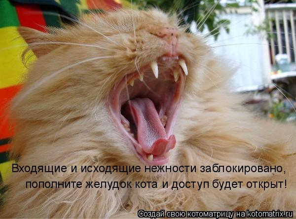 пополните желудок кота и доступ будет открыт! Входящие и исходящие нежности заблокировано,... Котоматрица: пополните желудок кота и доступ будет открыт! Входящие и исходящие нежности заблокировано,