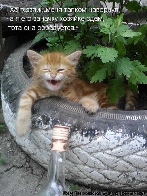 Котоматрица: Ха! хозяин меня тапком навернул, а я его заначку хозяйке сдам, тота она обрадуется!