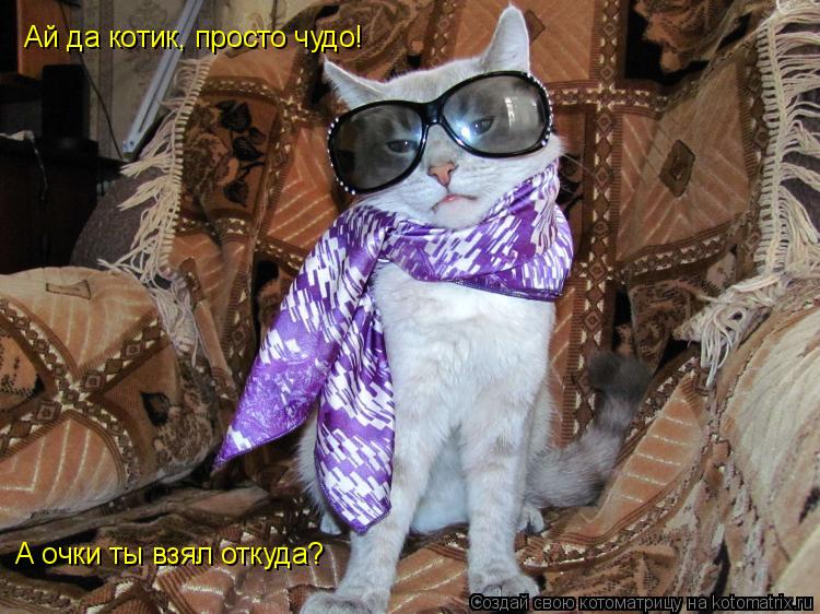 Ай да котик, просто чудо! А очки ты взял откуда?... Котоматрица: Ай да котик, просто чудо! А очки ты взял откуда?