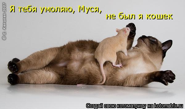 Я тебя умоляю, Муся, не был я кошек... Котоматрица: Я тебя умоляю, Муся, не был я кошек