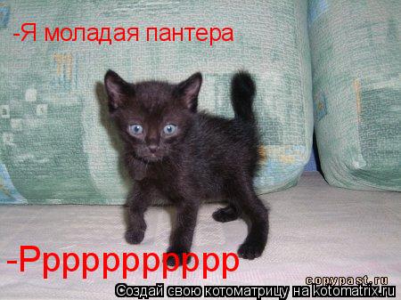 -Я моладая пантера -Ррррррррррр... Котоматрица: -Я моладая пантера -Ррррррррррр