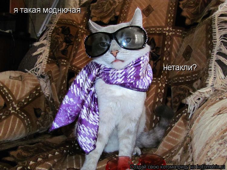я такая моднючая нетакли?... Котоматрица: я такая моднючая нетакли?
