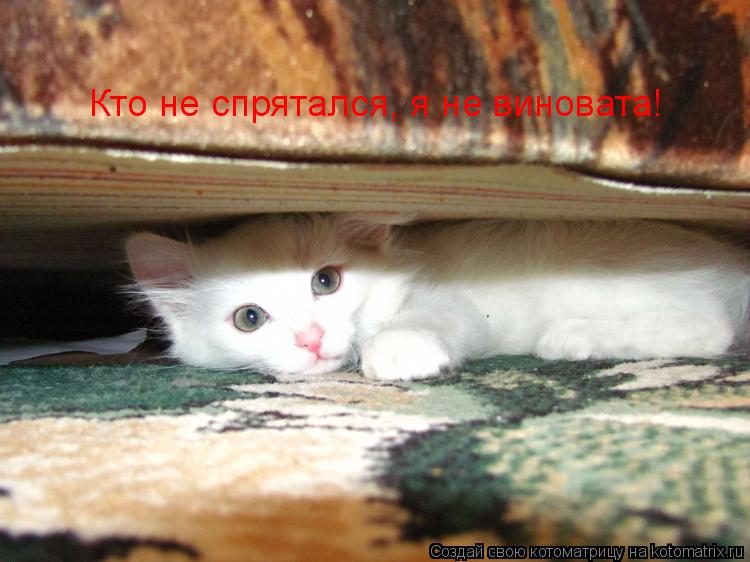 Кто не спрятался, я не виновата!... Котоматрица: Кто не спрятался, я не виновата!