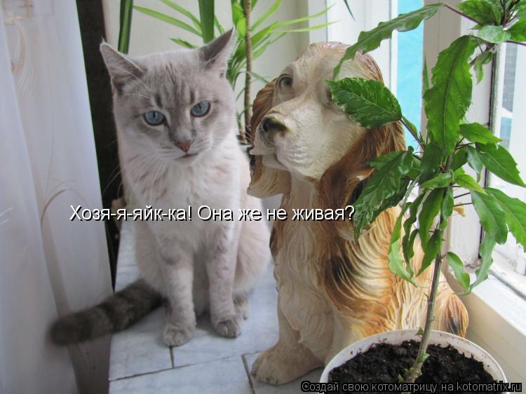 Котоматрица: Хозя-я-яйк-ка! Она же не живая?