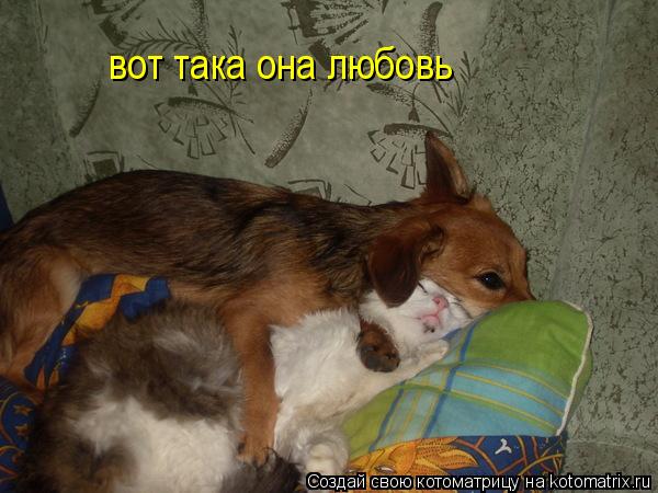 вот така она любовь... Котоматрица: вот така она любовь