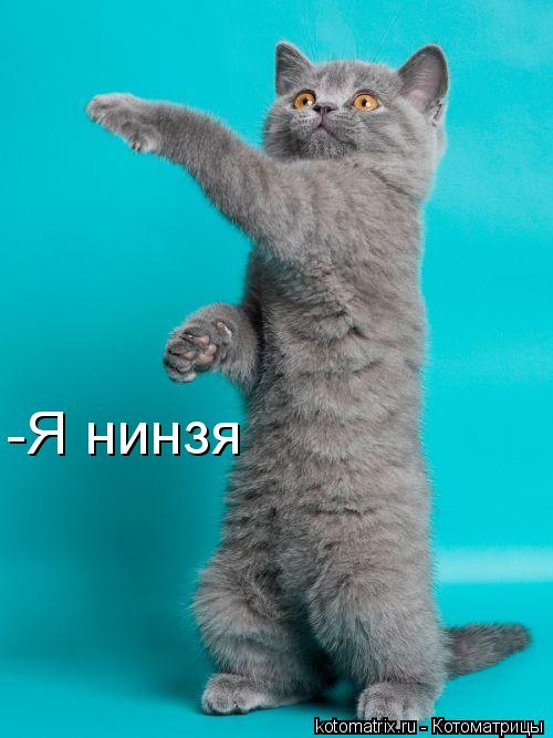 Котоматрица: -Я нинзя