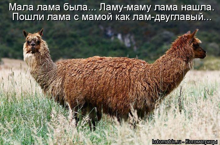 Мала лама была... Ламу-маму лама нашла. Пошли лама с мамой как лам-двуглавый...... Котоматрица: Мала лама была... Ламу-маму лама нашла. Пошли лама с мамой как лам-двуглавый...