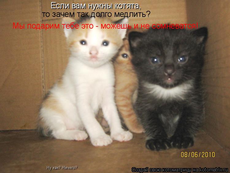 Если вам нужны котята, то зачем так долго медлить? Мы подарим тебе это - можешь и не сомневатся! Ну к... Котоматрица: Если вам нужны котята, то зачем так долго медлить? Мы подарим тебе это - можешь и не сомневатся! Ну как? Ничего?