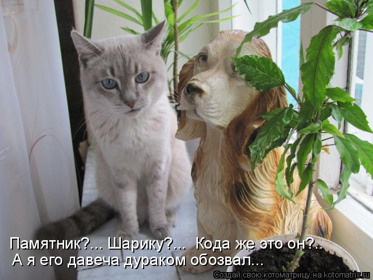 А я его давеча дураком обозвал... Памятник?... Шарику?... Кода же это он?..... Котоматрица: А я его давеча дураком обозвал... Памятник?... Шарику?... Кода же это он?..