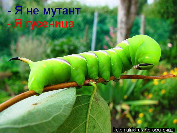 - Я не мутант - Я гусеница... Котоматрица: - Я не мутант - Я гусеница