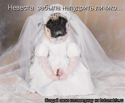Невеста забыла напудрить личико...... Котоматрица: Невеста забыла напудрить личико...
