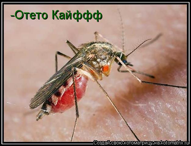-Отето Кайффф... Котоматрица: -Отето Кайффф
