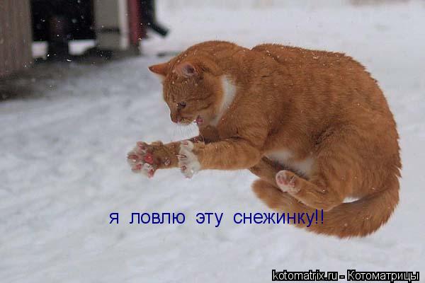 я ловлю эту снежинку!!... Котоматрица: я ловлю эту снежинку!!