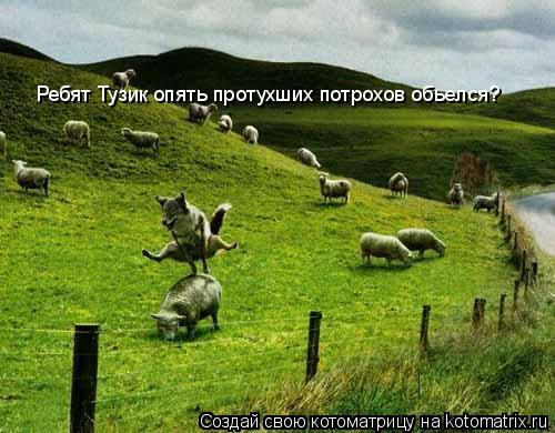 Котоматрица: Ребят Тузик опять протухших потрохов обьелся?