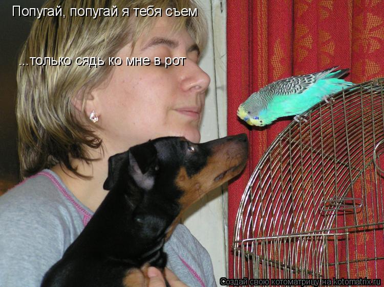 Попугай, попугай я тебя съем ...только сядь ко мне в рот... Котоматрица: Попугай, попугай я тебя съем ...только сядь ко мне в рот