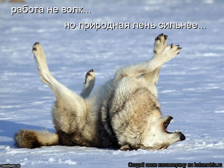 работа не волк... но природная лень сильнее...... Котоматрица: работа не волк... но природная лень сильнее...