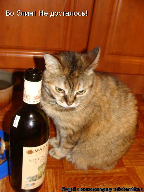 Котоматрица: Во блин! Не досталось!